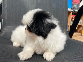 Male Japanese Chin for sale