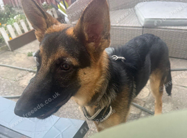 6 month old German Shepard