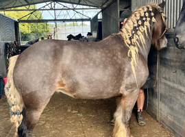 14'2 Silver dapple mare