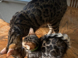 TICA registered Bengal kittens for sale