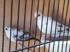 Pair off diamond doves
