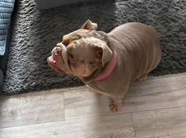 English bull dog bitch