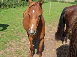 Show Pony. NPS REGISTERED