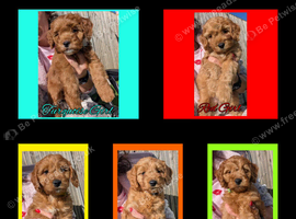 5 x Red Cockapoo Girls For Sale