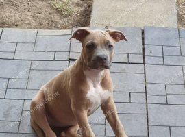 American Staffordshire terrier. Ready to leave.