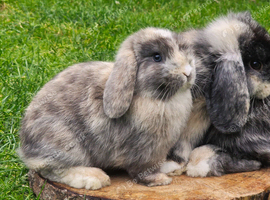 Beautiful mini lops