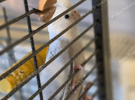 Whiteface cockatiel