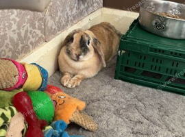 Female lop