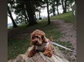 Beautiful Cockapoo puppy for sale