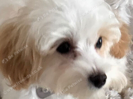 Maltipoo