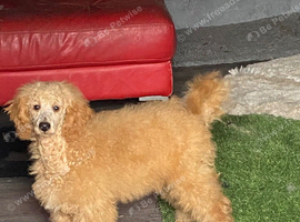 Teddy  5 month old boy looking for his new family.