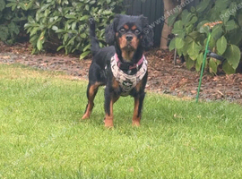 KC registered King Charles cavalier bitch