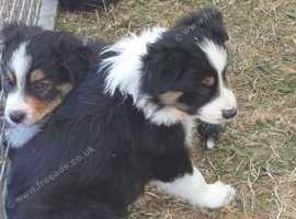 Border Collie Puppies ready now. Red Tri and Black Tri.