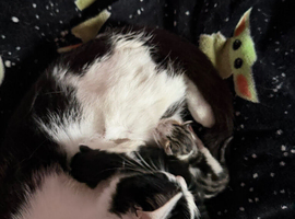 2 kittens looking for a loving home