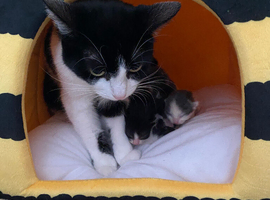 Beautiful litter of kittens