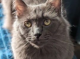 Beautiful Blue Ragdoll Cross Girl