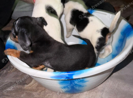 Jackshund Puppies For Sale