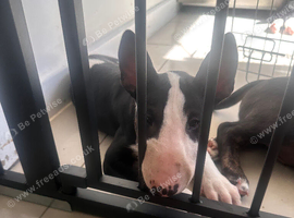 English bull terrier