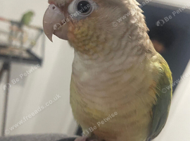Conure tamed