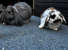 Mini lop