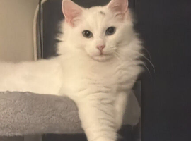 Teddy amazing white main coon