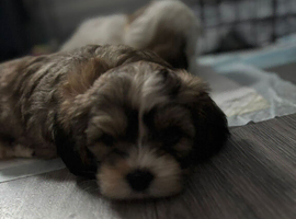 Shorkie cross Lhasa Apso pups