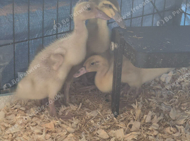 Indian runner ducklings