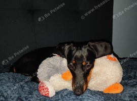 11 month old, microchipped mini dachshund