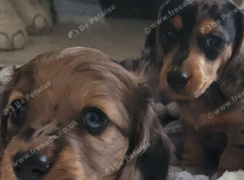 4 Miniature dachshund puppies