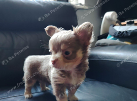 Long coat chihuahua puppies
