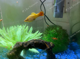 Baby fish for sale