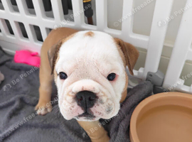 KC Red and White bulldog puppies