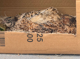 Breeding pair of quails