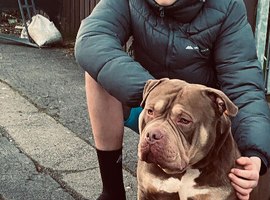 4 year old pocket bully