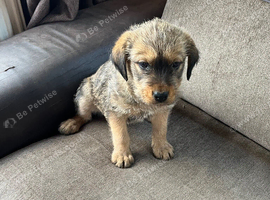 Labrador x German shepard