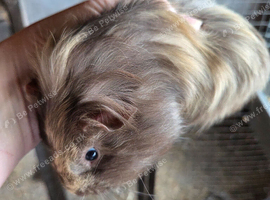 Male guinea pig