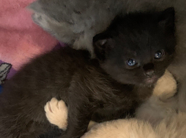 2 lovely black kittens