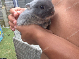 Pure bred netherland dwarf babies