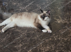 Female ragdoll cats