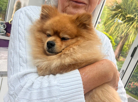 EXCEPTIONAL KC REGISTERED POMERANIAN STUD &ndash; KENZO