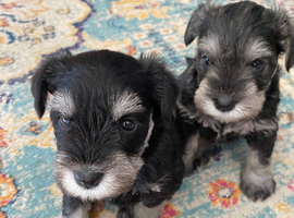 Miniature Schnauzer Puppies from 5 Generation Kennel Club Parents