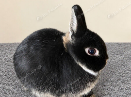 Beautiful Netherland Dawrf Boy