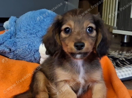 Tiny longhaired dachshunds