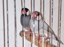 Pair of java finches