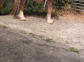 Chestnut filly
