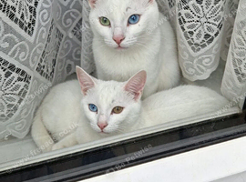 Lucky and Yuna (Khao Manee)