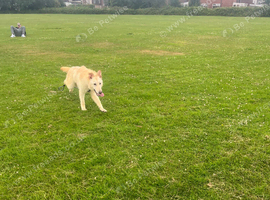 White German Shepard