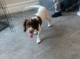 Male English springer spaniel