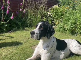 Beautiful male pointer puppy