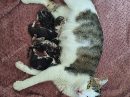 Kittens for sale halifax